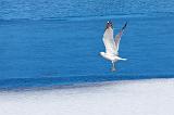 Gull Taking Wing_14580